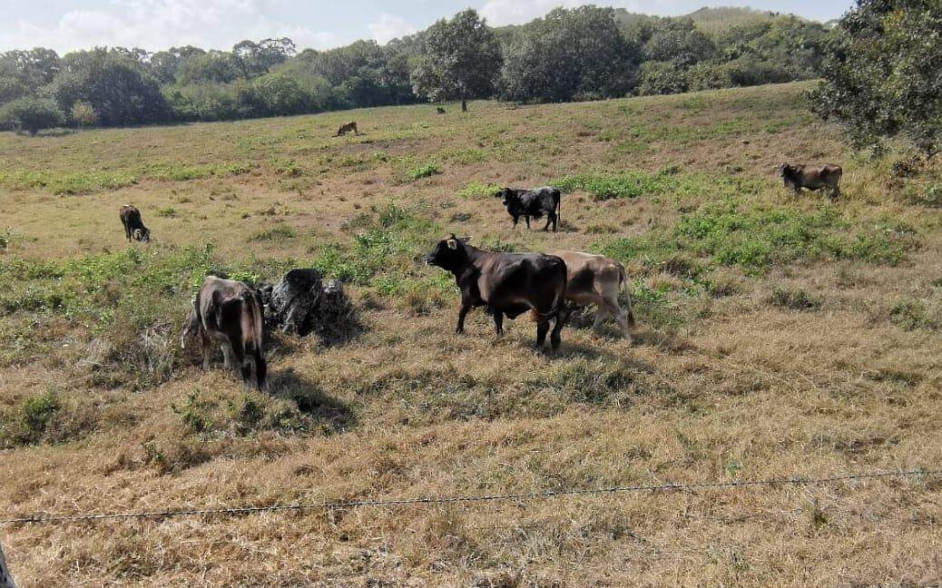 Robo de ganado en el norte de Veracruz; hasta 20 mil pesos pierden en una sola vaca 